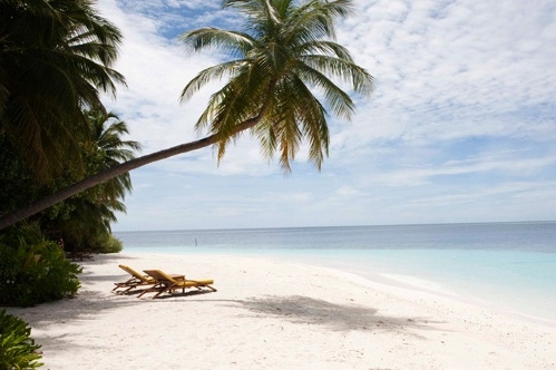 Palm on the beach at the Maldives
