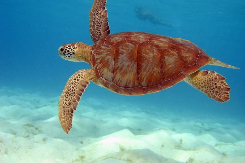 Loggerhead turtle in the Caribbean Sea