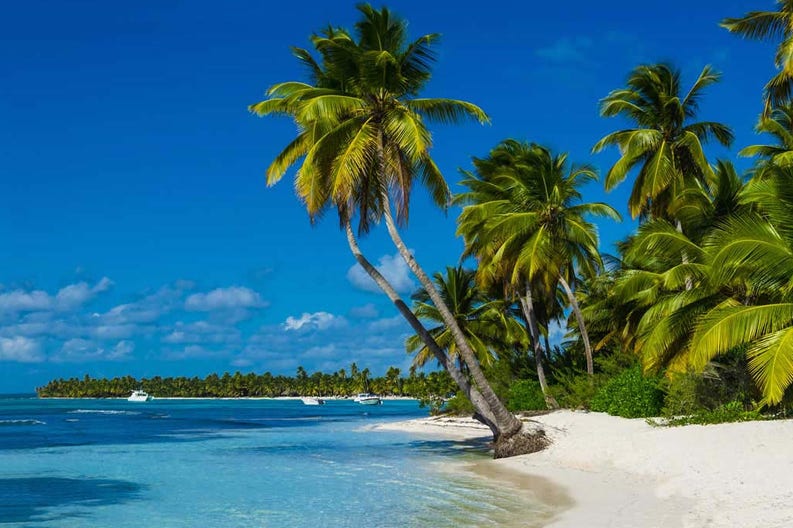 White sandy beach and palms in Martinique in the Caribbean