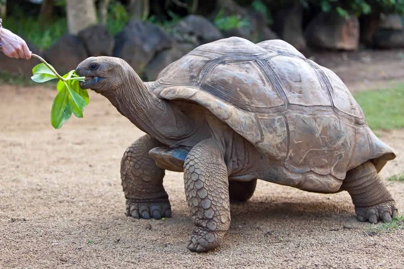 mauritius-big-turtle