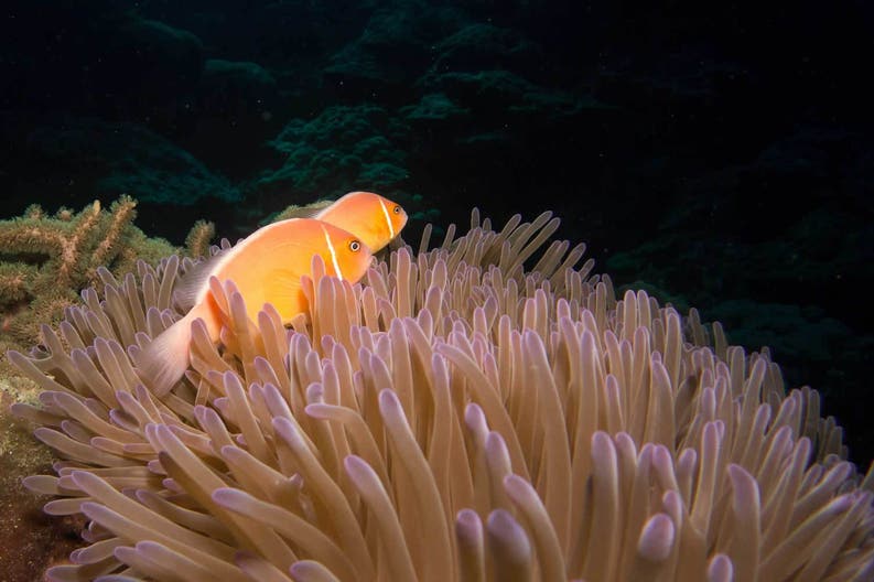 Micronesia corallo e pesci