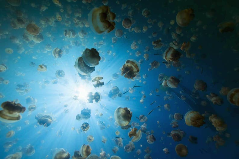 Micronesia meduse
