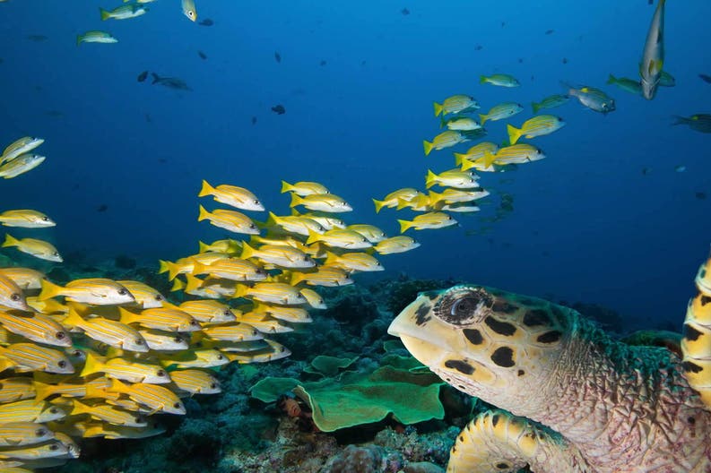 Micronesia tartaruga marina  e pesci