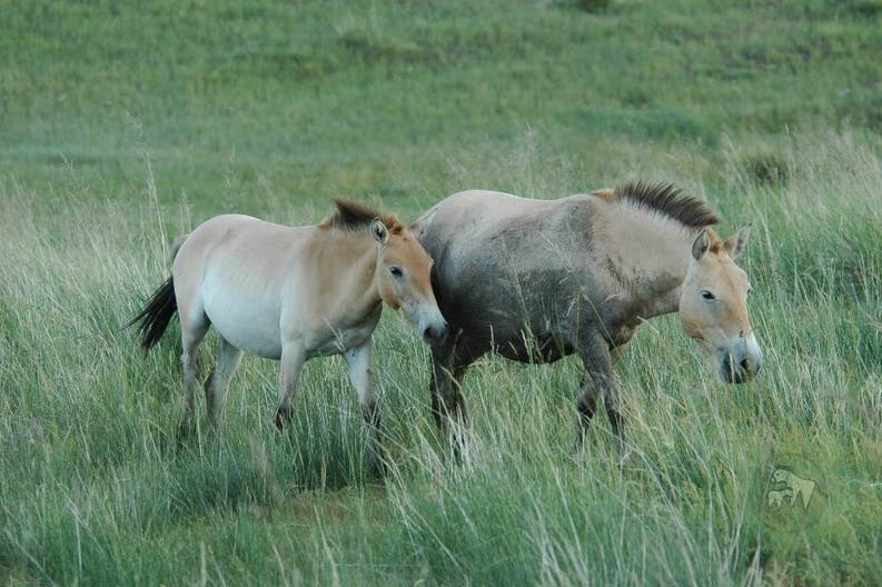 Mongolia Parco nazionale Hustai cavalli selvatici