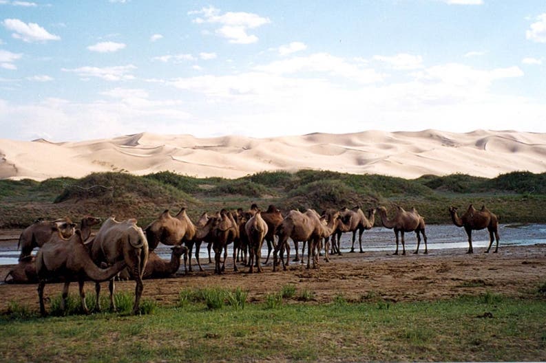 Mongolia dune di Khongor cammelli