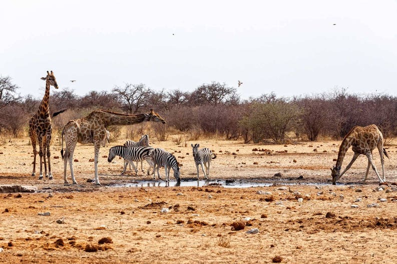 namibia-etosha-national-park-giraffa