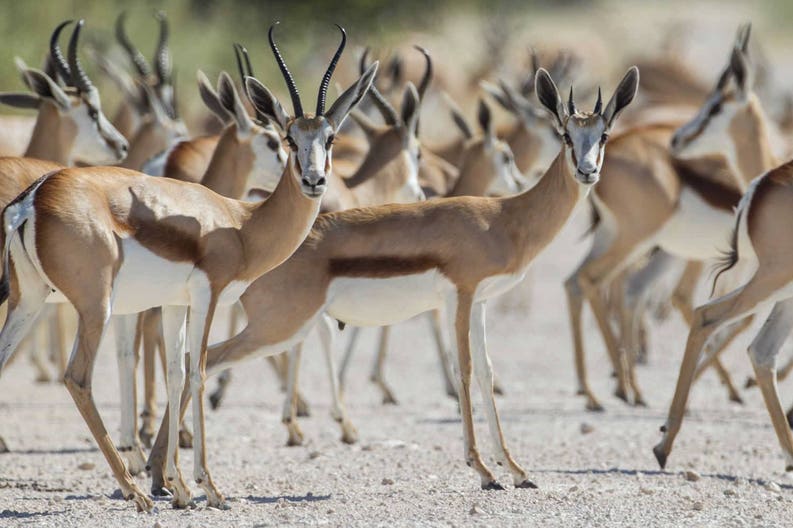 namibia-etosha-national-park-springbuck