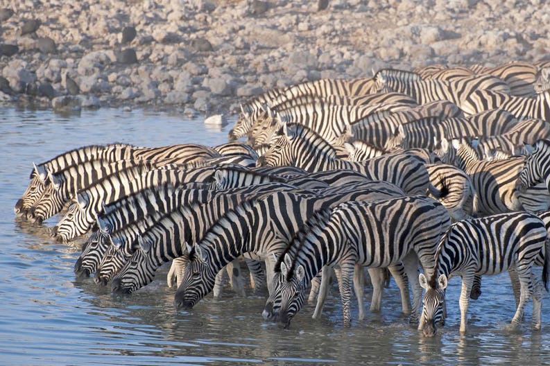 namibia-etosha-national-park-zebra