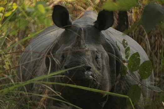 Rinoceronte nel Chitwan National Park nel Nepal