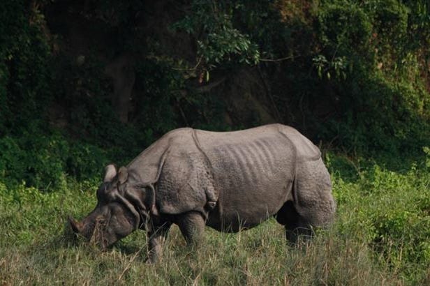 Rinoceronte nel Chitwan National Park nel Nepal
