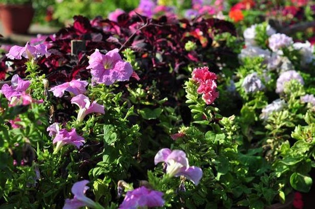 trek-o-tel-pokhara-giardino