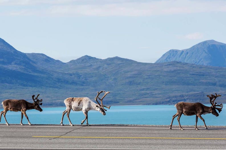 norway-reindeer