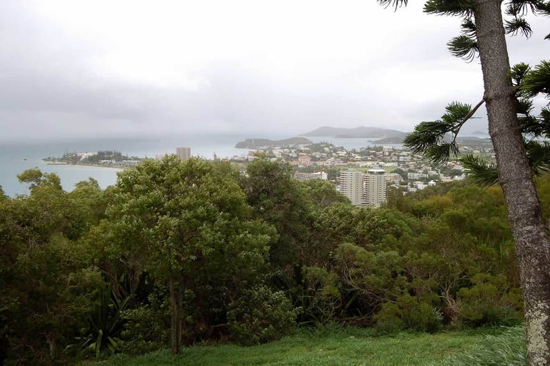 Nuova Caledonia Noumea vegetazione Vegetazione di Noumea in Nuova Caledonia