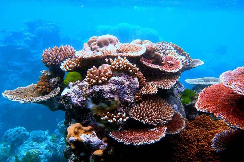 New Caledonia coral reef sea Coral reef in the sea of New Caledonia