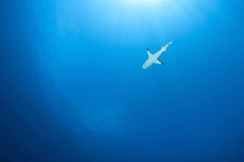 New Caledonia shark Shark in New Caledonia