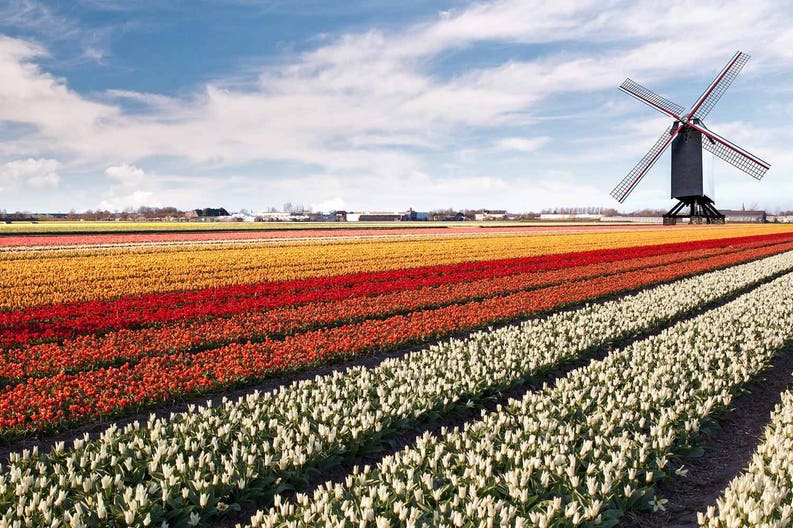 netherlands-windmill-tulips