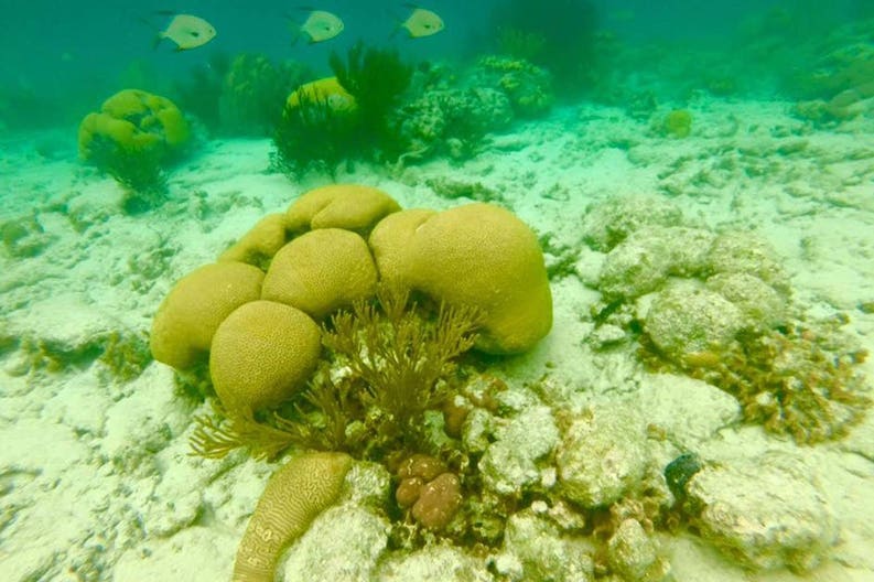 Coralli in San Blas Panama San Blas coralli