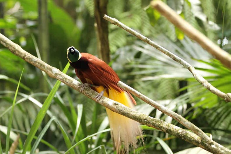 Papua Nuova Guinea uccello