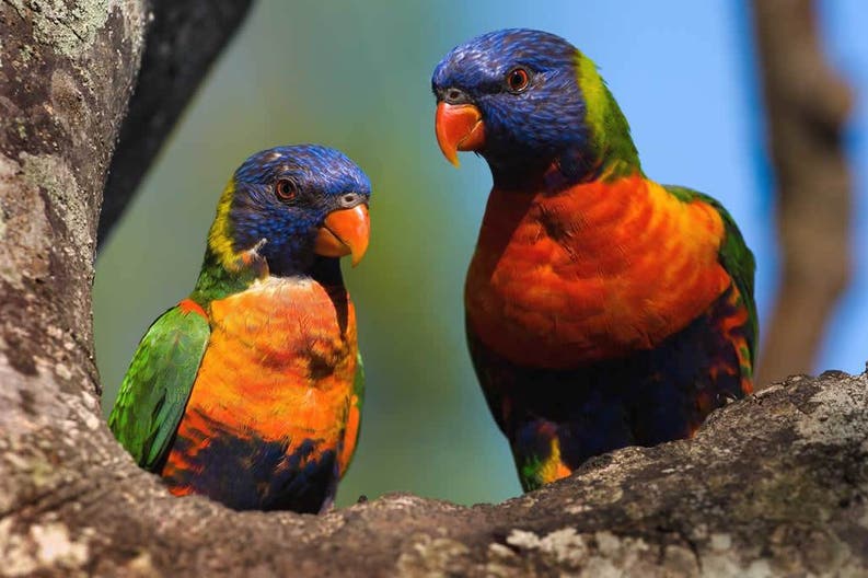 Papua Nuova Guinea uccelli