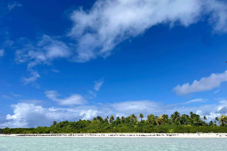 plages-oiseaux-tetiaroa