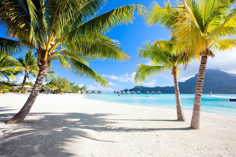palms on the beach in Polynesia