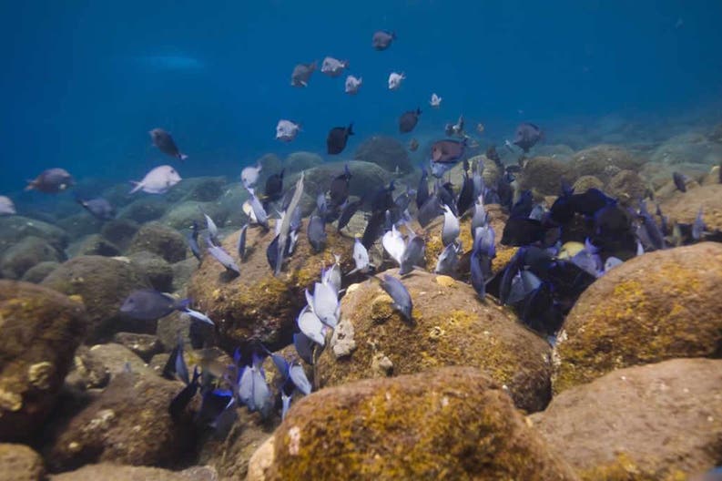 Tropical fish in Saba's sea