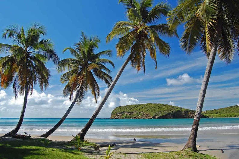 Palme sulla spiaggia a Saint Vincent e Grenadine