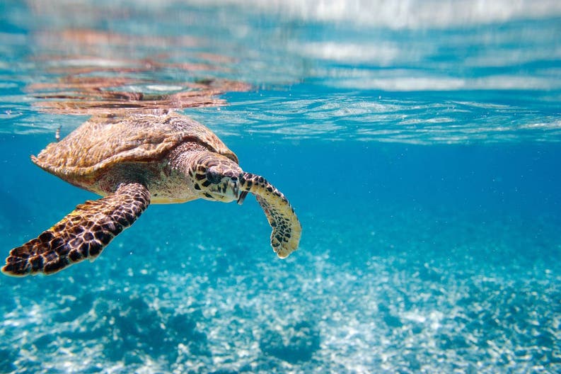 Tartaruga nelle acque cristalline delle Seychelles 