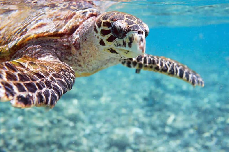 Turtle in the sea of Seychelles
