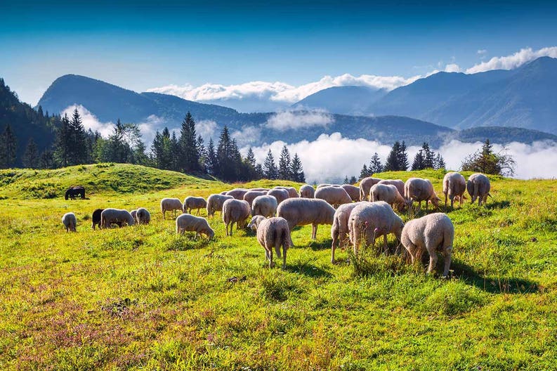 slovenia-triglav-national-park-sheep