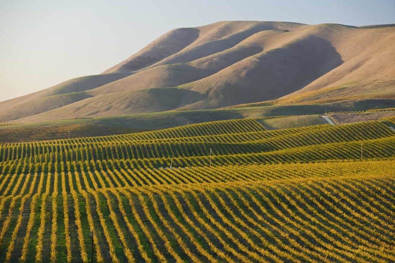 Vineyards in Santa Maria in the United States of America