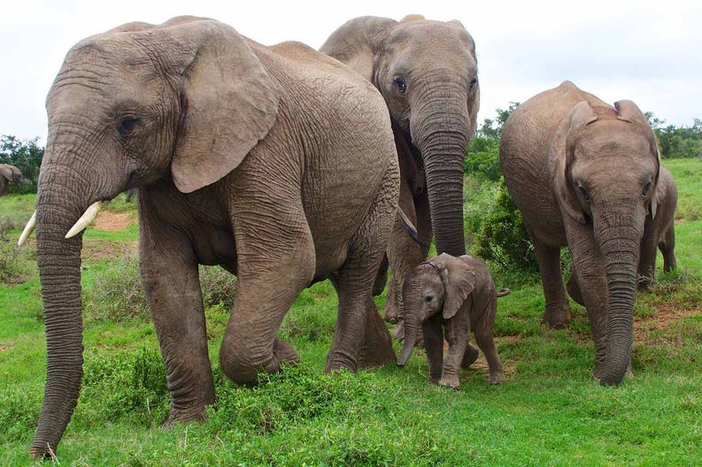 south-africa-addo-elephants-with-baby