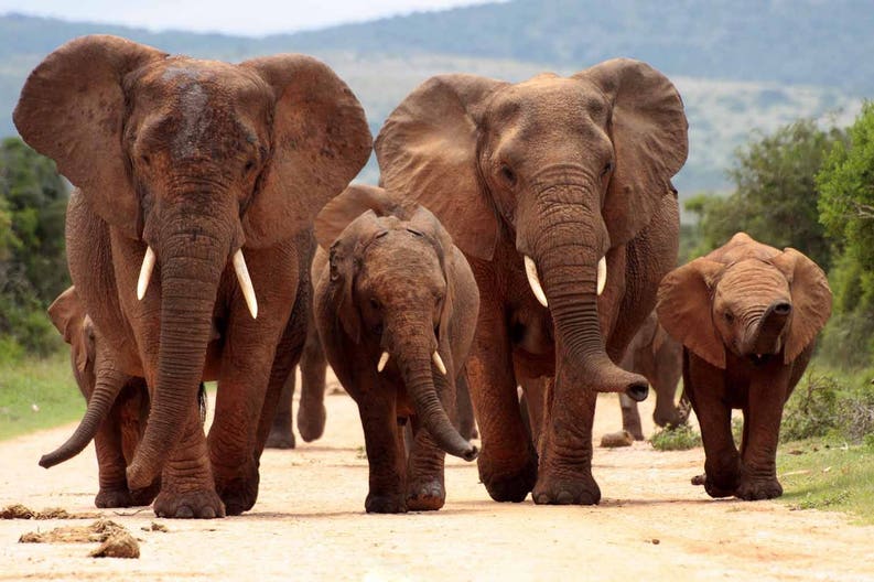 south-africa-addo-elephants