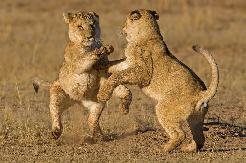 south-africa-playing-lions