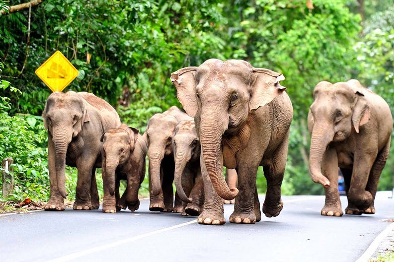Elephants in Thailand