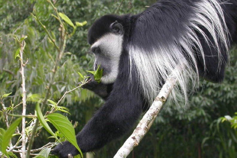 Un primate al Parco nazionale Kibale