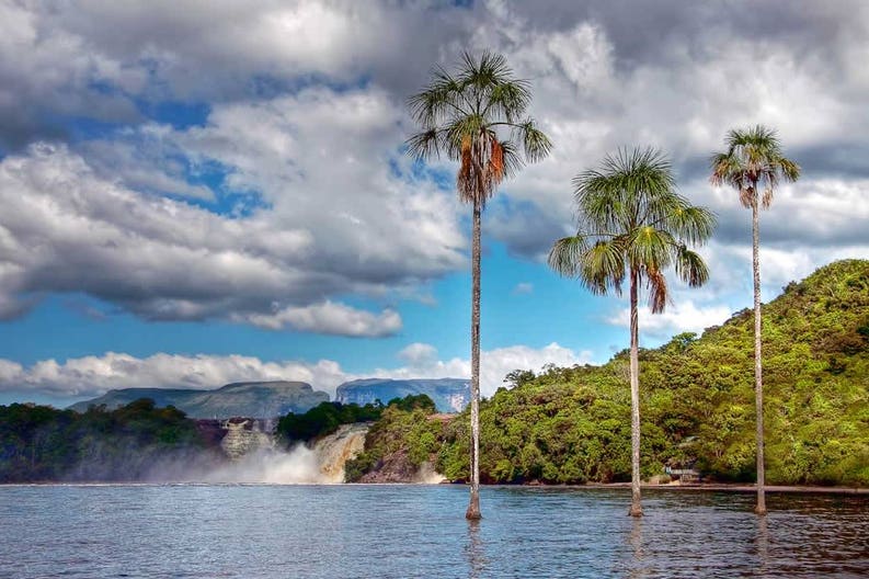 venezuela-palm-trees-in-the-middle-of-the-lake-in-canaima-park