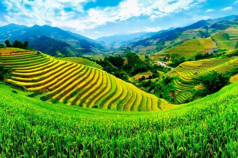 Lush ricefields in Vietnam