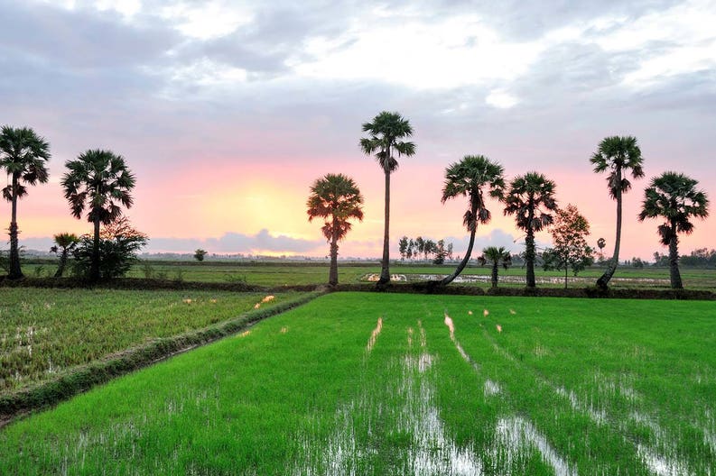 vietnam-chau-doc-palm-trees