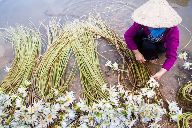 vietnam-chau-doc-woman-arranging-flowers